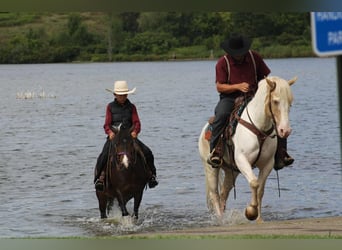 Más ponis/caballos pequeños, Yegua, 9 años, 127 cm, Pío