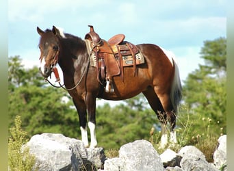 Más ponis/caballos pequeños, Yegua, 9 años, 127 cm, Pío