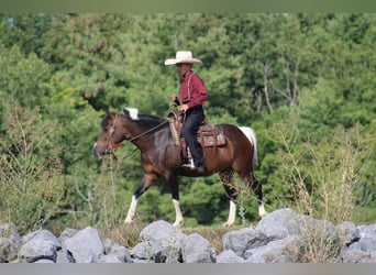 Más ponis/caballos pequeños, Yegua, 9 años, 127 cm, Pío