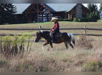 Más ponis/caballos pequeños, Yegua, 9 años, 127 cm, Pío
