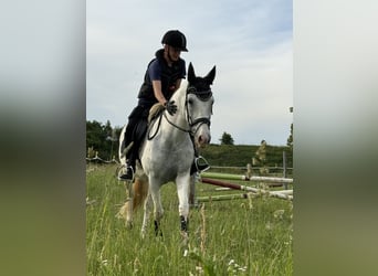 Más ponis/caballos pequeños Mestizo, Yegua, 9 años, 143 cm, Tordo