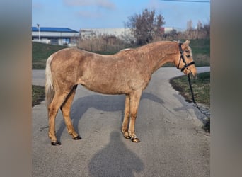 Más ponis/caballos pequeños, Yegua, 9 años, 145 cm, Palomino