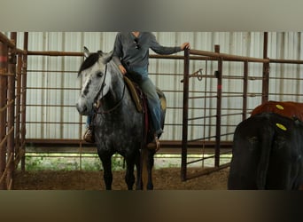 Más ponis/caballos pequeños, Yegua, 9 años, 145 cm, Tordo