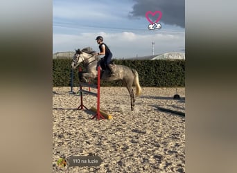 Más ponis/caballos pequeños, Yegua, 9 años, 147 cm, Tordo
