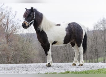Más ponis/caballos pequeños, Yegua, 9 años, 94 cm
