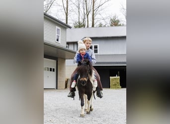 Más ponis/caballos pequeños, Yegua, 9 años, 94 cm