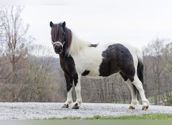 Más ponis/caballos pequeños, Yegua, 9 años, 94 cm