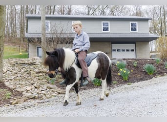 Más ponis/caballos pequeños, Yegua, 9 años, 94 cm