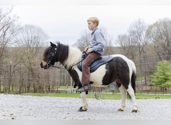 Más ponis/caballos pequeños, Yegua, 9 años, 94 cm