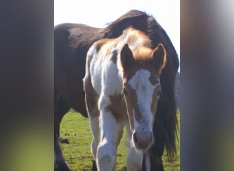Más ponis/caballos pequeños, Yegua, Potro (03/2026), 152 cm, Pío
