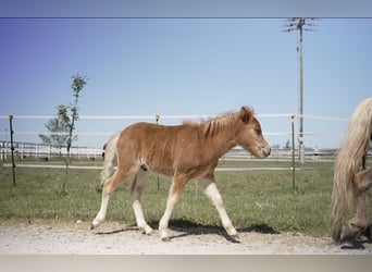 Más ponis/caballos pequeños, Yegua, Potro (04/2026), 90 cm, Atigrado/Moteado