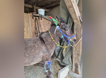 Maultier, Hengst, 11 Jahre, 110 cm, Brauner