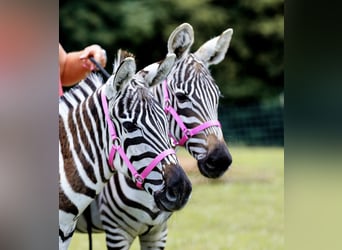 Maultier, Hengst, 9 Jahre, 122 cm, Rappe