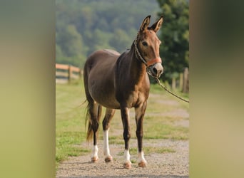 Maultier, Stute, 10 Jahre, 135 cm, Rotbrauner