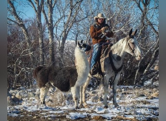 Maultier, Stute, 10 Jahre, 152 cm, Roan-Bay