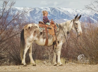 Maultier, Stute, 10 Jahre, 152 cm, Roan-Bay