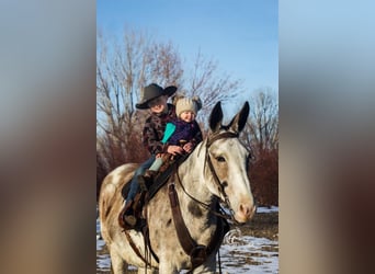 Maultier, Stute, 10 Jahre, 152 cm, Roan-Bay