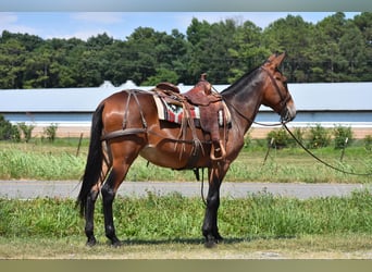 Maultier, Stute, 10 Jahre, 157 cm, Rotbrauner