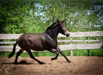 Maultier, Stute, 10 Jahre, 160 cm, Brauner
