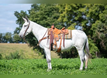 Maultier Mix, Stute, 10 Jahre, 168 cm, Schimmel