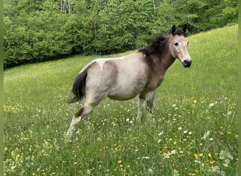 Maultier, Stute, 11 Jahre, 140 cm, Tobiano-alle-Farben