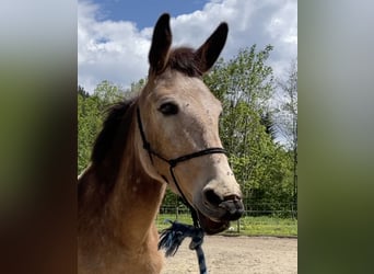 Maultier, Stute, 11 Jahre, 140 cm, Tobiano-alle-Farben
