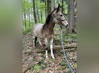 Maultier, Stute, 11 Jahre, 140 cm, Tobiano-alle-Farben