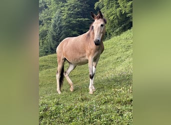 Maultier, Stute, 11 Jahre, 140 cm, Tobiano-alle-Farben