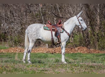 Maultier, Stute, 11 Jahre, 155 cm, Schimmel