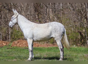 Maultier, Stute, 11 Jahre, 155 cm, Schimmel