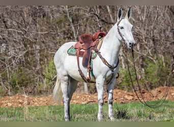 Maultier, Stute, 11 Jahre, 155 cm, Schimmel