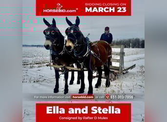 Maultier, Stute, 11 Jahre, 163 cm, Rotbrauner