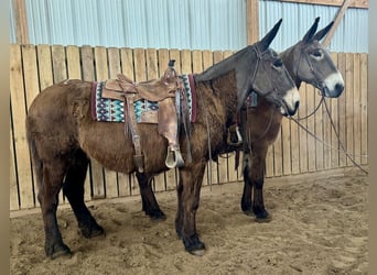 Maultier, Stute, 11 Jahre, 163 cm, Rotbrauner