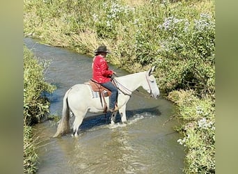 Maultier Mix, Stute, 11 Jahre, 168 cm, Schimmel