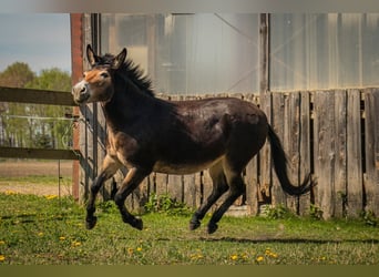 Maultier, Stute, 12 Jahre, 134 cm