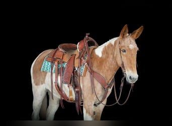 Maultier, Stute, 12 Jahre, 150 cm, Schecke