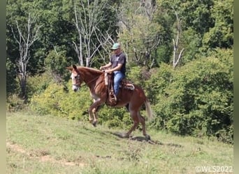 Maultier, Stute, 12 Jahre, 152 cm, Rotfuchs