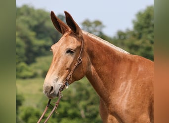 Maultier, Stute, 12 Jahre, 157 cm, Dunkelfuchs