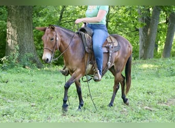 Maultier, Stute, 14 Jahre, 145 cm, Falbe