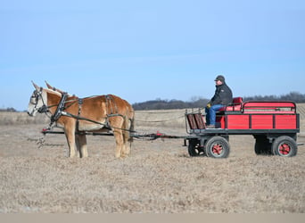 Maultier, Stute, 14 Jahre, 157 cm