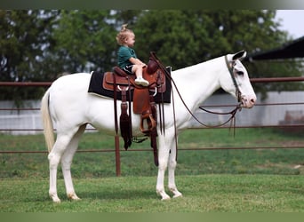 Maultier, Stute, 15 Jahre, 137 cm, Schecke