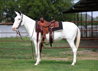 Maultier, Stute, 15 Jahre, 137 cm, Schecke