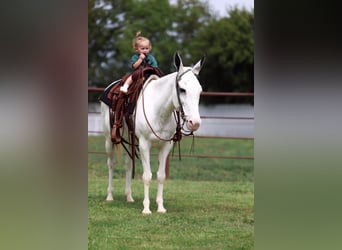 Maultier, Stute, 15 Jahre, 137 cm, Schecke