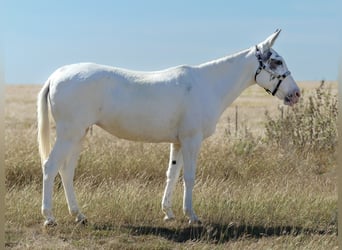 Maultier, Stute, 15 Jahre, 137 cm, Schecke