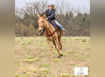 Maultier, Stute, 15 Jahre, 147 cm, Palomino