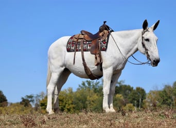 Maultier, Stute, 15 Jahre, 160 cm, Schimmel