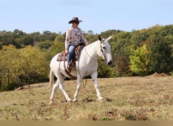 Maultier, Stute, 15 Jahre, 160 cm, Schimmel