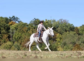 Maultier, Stute, 15 Jahre, 160 cm, Schimmel