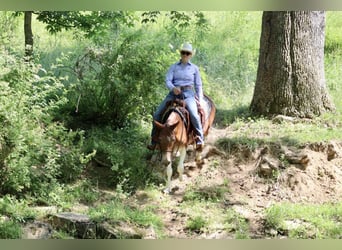 Maultier, Stute, 15 Jahre, Dunkelfuchs