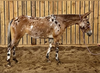 Maultier, Stute, 4 Jahre, 142 cm